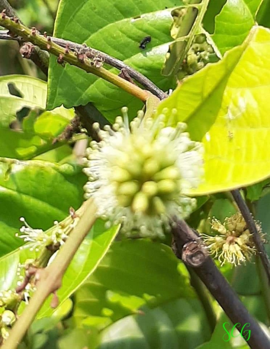 Combretum acuminatum Roxb.